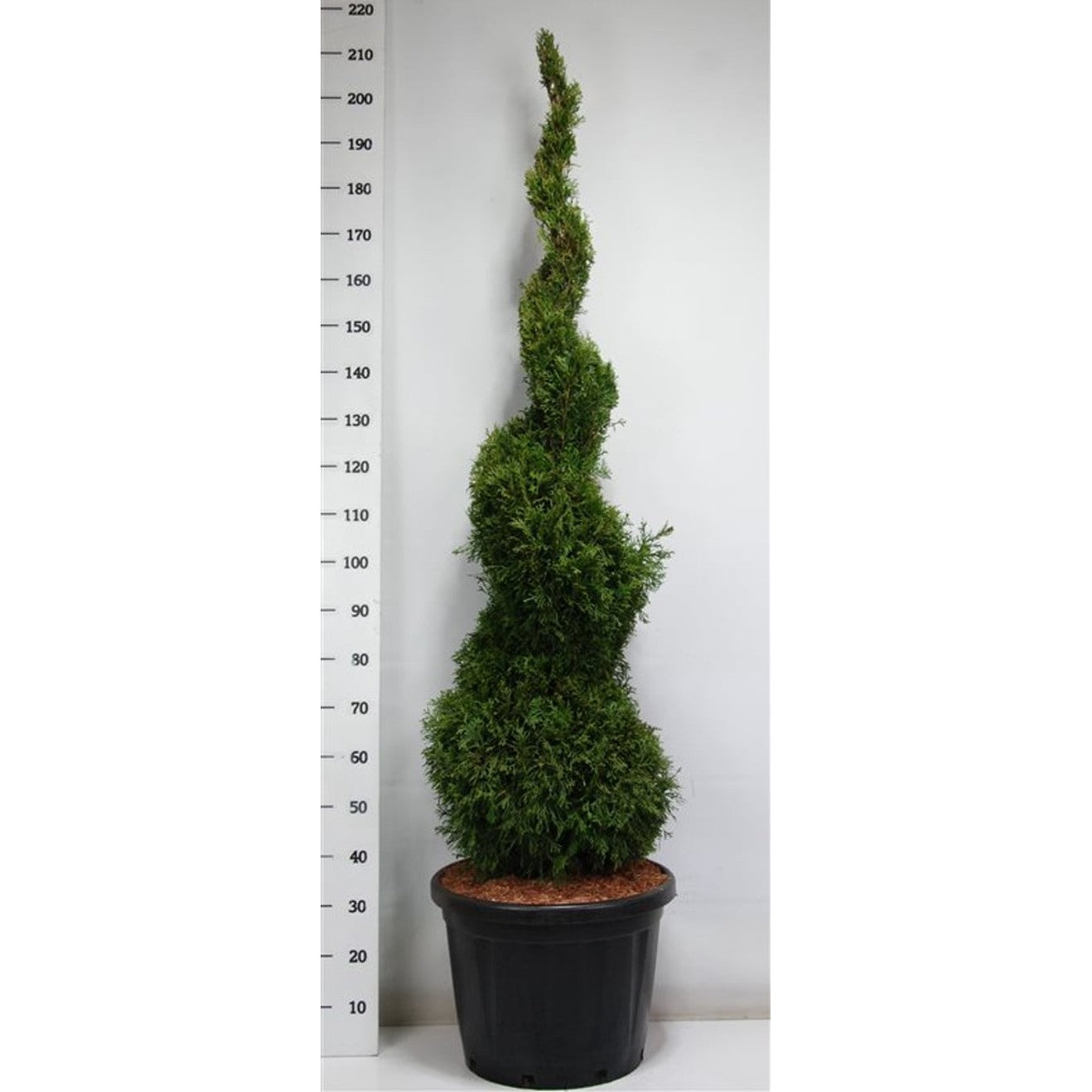 Thuja – Thuja occidentalis 'Smaragd' - C45 125-150 cm. Spiraal